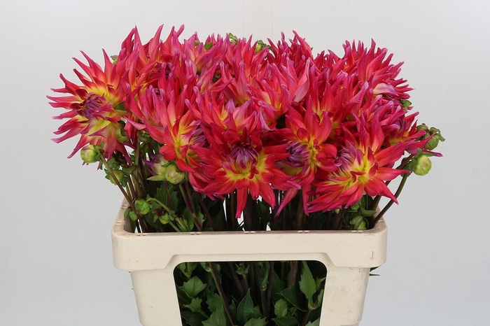 <h4>Dahlia Electric Flash</h4>