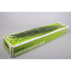 Leaf beargrass Green Ocean