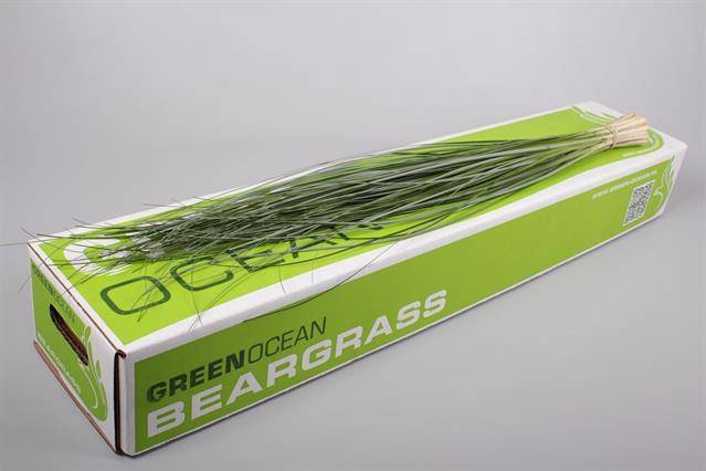 <h4>Leaf beargrass Green Ocean</h4>