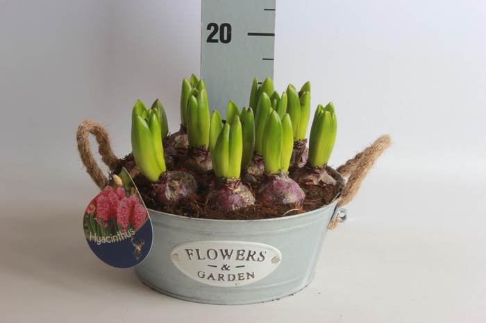 <h4>ARR HYACINTH</h4>