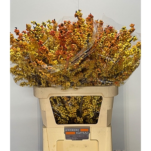 ILEX ILEXIA VICTORIA