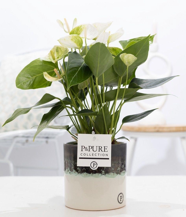 <h4>Anthurium white (Elido) in P&PURE Illusion ceramics;</h4>