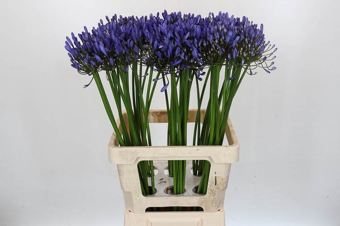 <h4>Agapanthus Uri</h4>