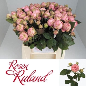 Rosa spray freiland happy piano