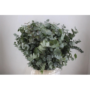 Euca Cinerea 300gr P Bunch