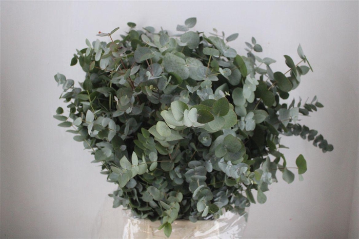 <h4>Euca Cinerea 300gr P Bunch</h4>