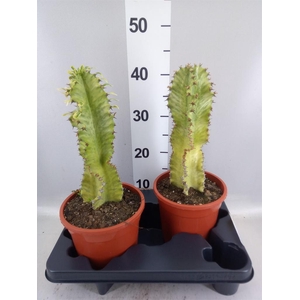 Euphorbia ingens 'Variegata'