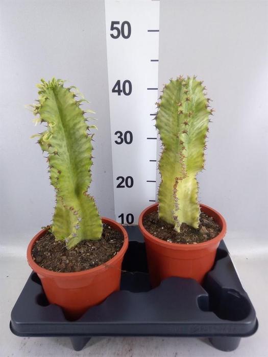 <h4>Euphorbia ingens 'Variegata'</h4>