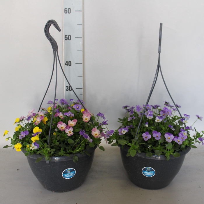 Hangpotten 27 waterreservoir Viola Cornuta Divers