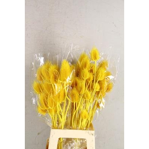 Df Dipsacus Yellow Bs 130g