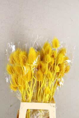 <h4>Df Dipsacus Yellow Bs 130g</h4>