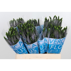 Veron Smart June Milka