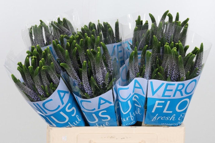 <h4>Veron Smart June Milka</h4>