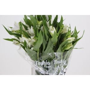 ALSTROEMERIA WHITNEY 080 CM