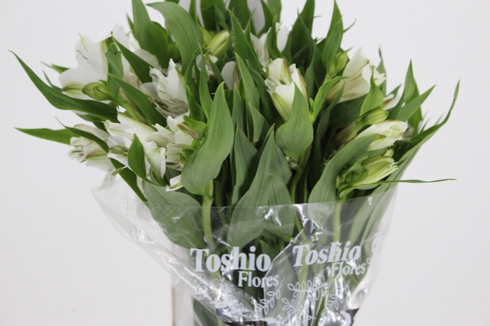 <h4>ALSTROEMERIA WHITNEY 080 CM</h4>