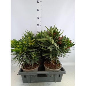 Nerium oleander   ...