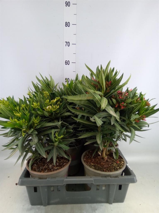 <h4>Nerium oleander   ...</h4>
