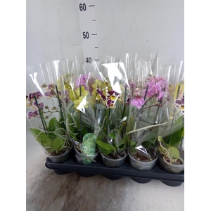 Phalaenopsis multi.   ...mix  4