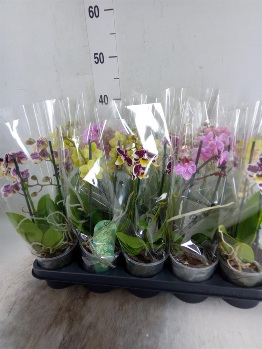 <h4>Phalaenopsis multi.   ...mix  4</h4>