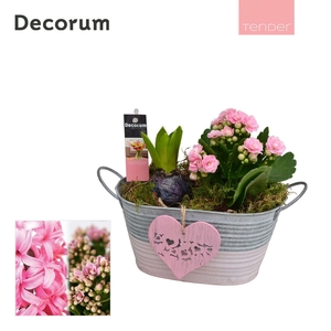 Calandiva & Hyacint Duo Zink HL21704PP [TENDER]