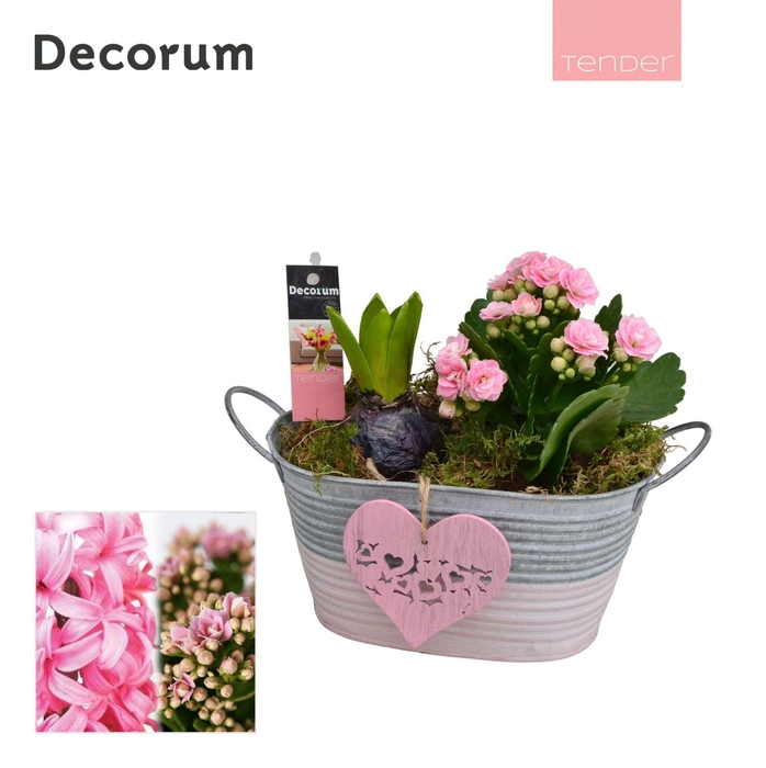 <h4>Calandiva & Hyacint Duo Zink HL21704PP [TENDER]</h4>