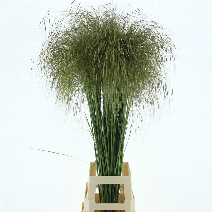 <h4>Stipa Gold</h4>