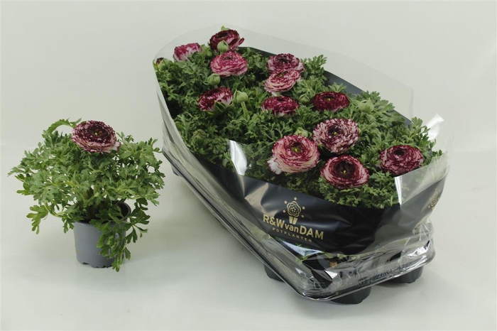 Ranun Sprink Vio Bic