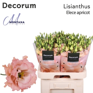 Lisianthus Elece apricot 70cm