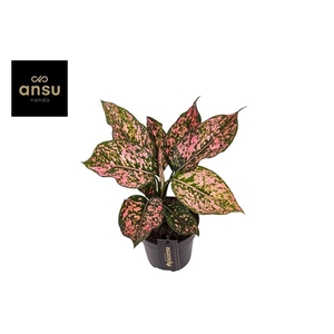 Aglaonema Pink Leopard