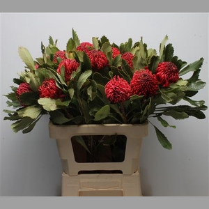 Protea Waratah