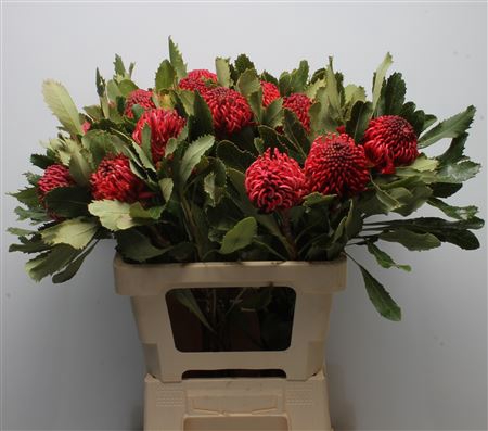 <h4>Protea Waratah</h4>
