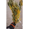 Dried Mimosa
