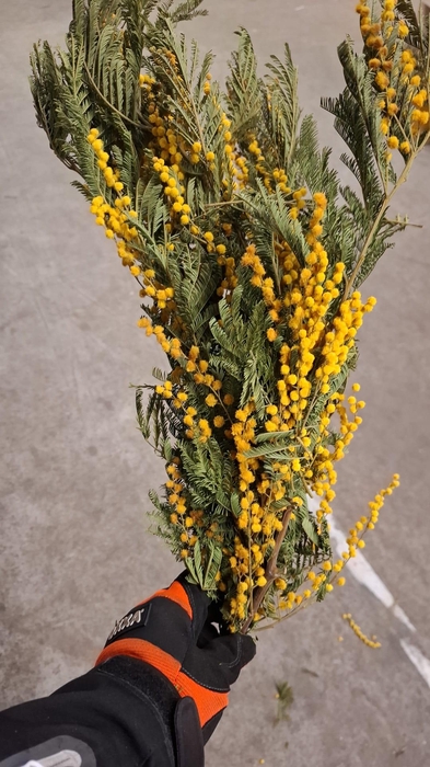 <h4>Dried Mimosa</h4>