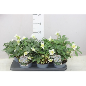 Helleborus Ni Chr Carol 20-25