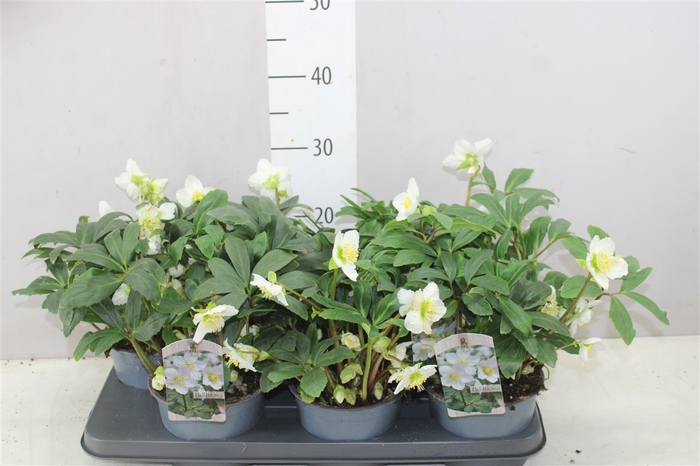 <h4>Helleborus Ni Chr Carol 20-25</h4>