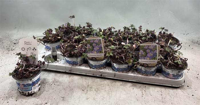 arr8 Anem Bl Blue Shades