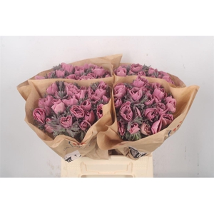 Anemone Powder Lie De Vin