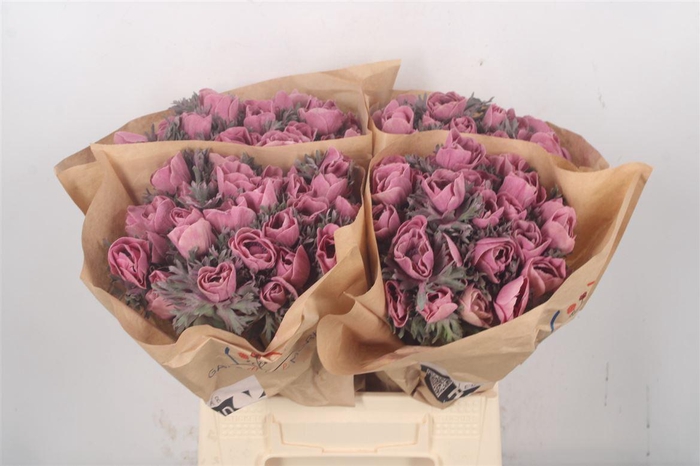 <h4>Anemone Powder Lie De Vin</h4>