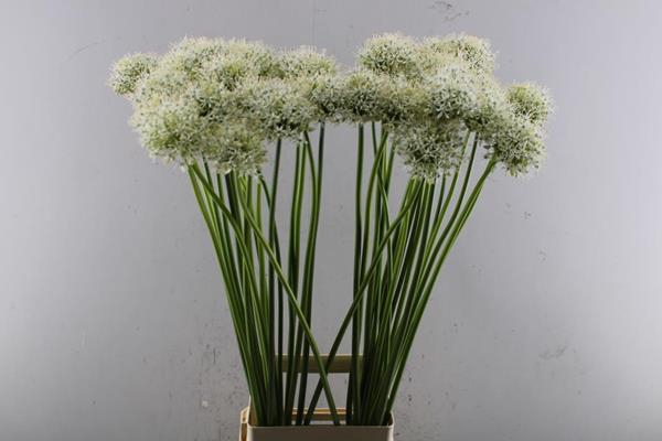 <h4>Allium Mount Everest (wit)90</h4>