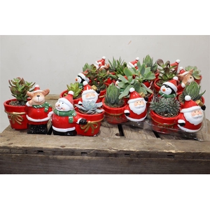 arr8 Succ Gem In X-mas Mix Keramiek