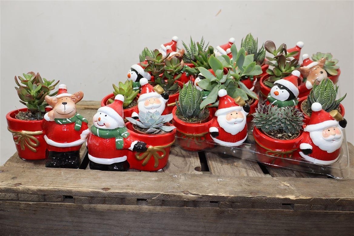 <h4>arr8 Succ Gem In X-mas Mix Keramiek</h4>