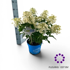 HYDR PA BLOOM CUMULU