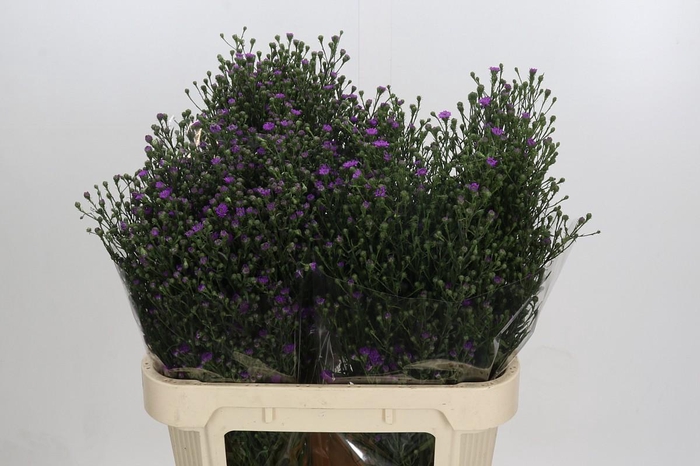 <h4>Aster Baby Pink</h4>