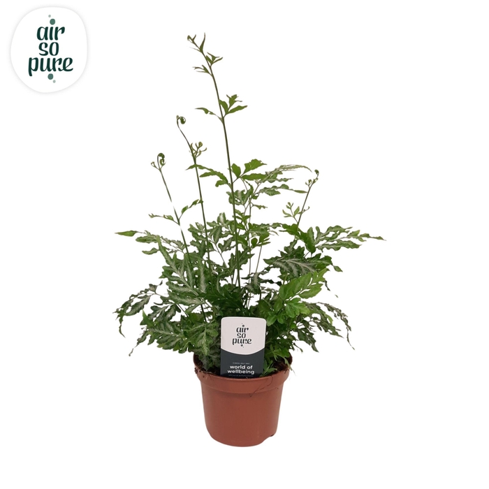 <h4>Pteris Evergemiensis</h4>