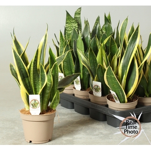 SANSEV TRIFASCIA  OV