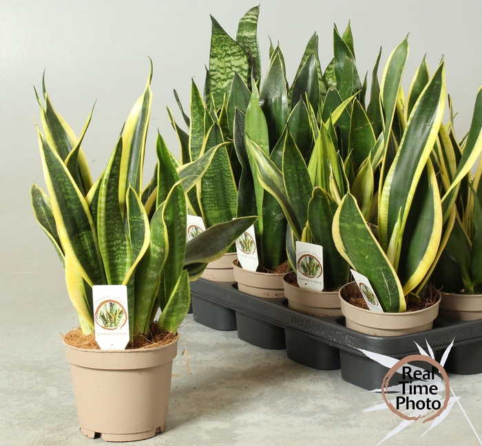 <h4>SANSEV TRIFASCIA  OV</h4>