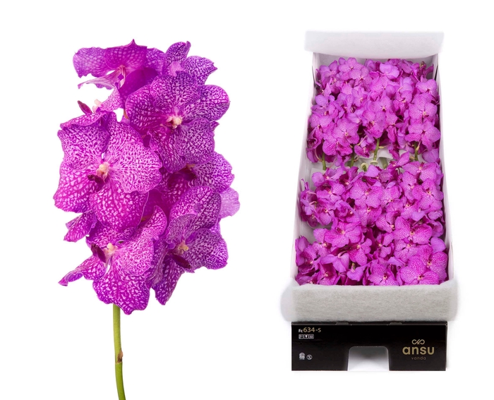 <h4>Vanda Nitaya Rosy</h4>