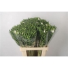 Clarkia Am Gr White