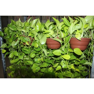 JIBOIA AMARELO C21 PENDENTE