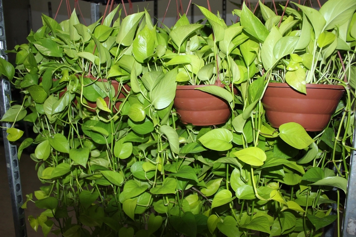 <h4>JIBOIA AMARELO C21 PENDENTE</h4>